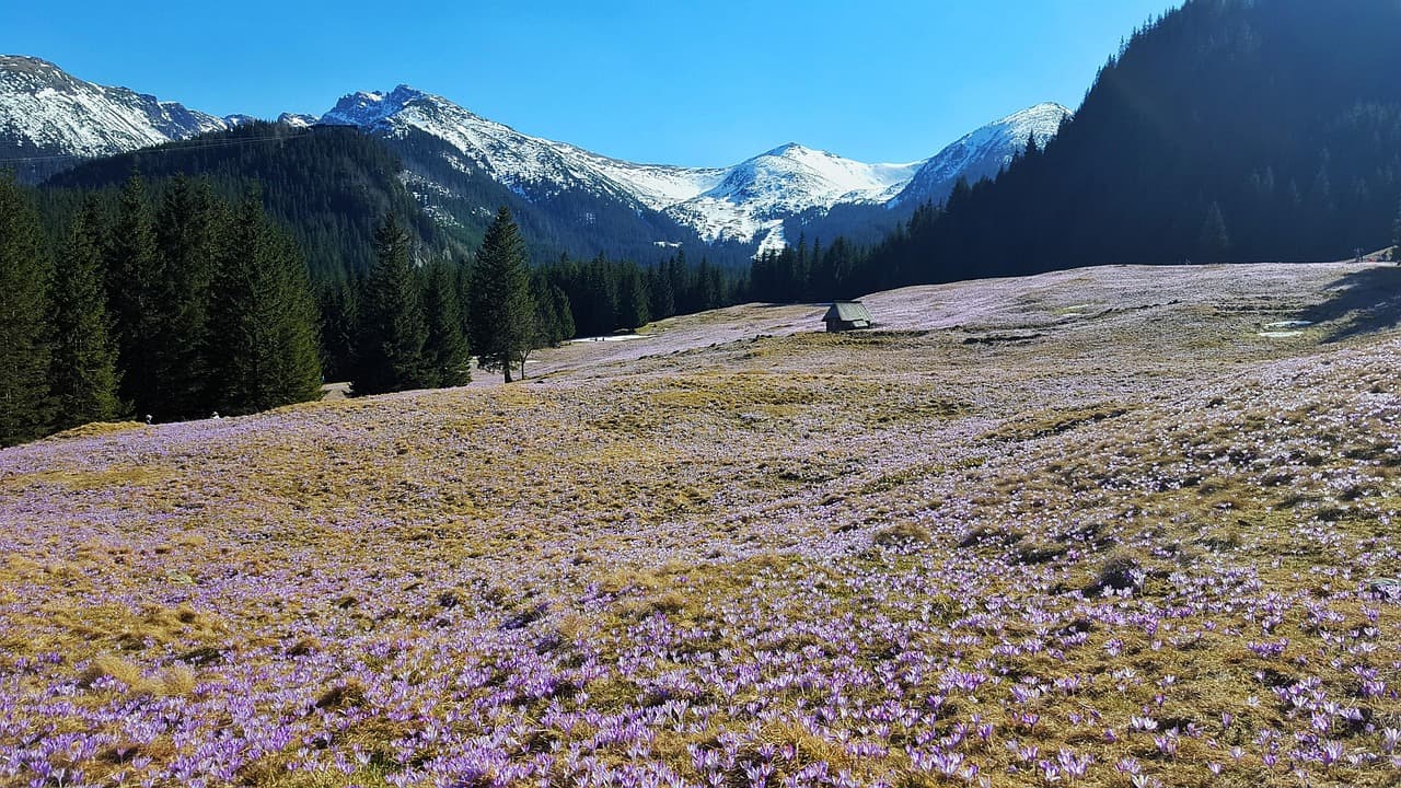 Wycieczka do Doliny Chochołowskiej